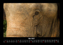 Elefanten - Die sanften Riesen Afrikas Fotokalender 2027 - 5