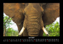 Elefanten - Die sanften Riesen Afrikas Fotokalender 2027 - 7