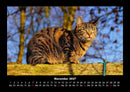 Für Katzenfreunde Fotokalender 2027 - 11