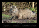 Für Katzenfreunde Fotokalender 2027 - 4