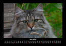 Für Katzenfreunde Fotokalender 2027 - 6