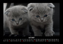 Für Katzenfreunde Fotokalender 2027 - 7