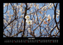 Bäume Fotokalender 2027 - 6