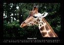 Giraffen Fotokalender 2027 - 10