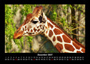 Giraffen Fotokalender 2027 - 12
