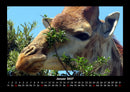 Giraffen Fotokalender 2027 - 1