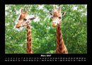 Giraffen Fotokalender 2027 - 3