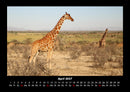 Giraffen Fotokalender 2027 - 4