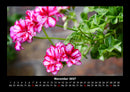 Blumenträume Fotokalender 2027 - 11