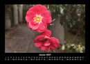 Blumenträume Fotokalender 2027 - 1
