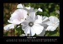 Blumenträume Fotokalender 2027 - 2