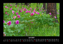 Blumenträume Fotokalender 2027 - 7
