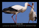Welt der Tiere Fotokalender 2027 - 11