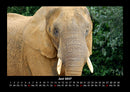 Welt der Tiere Fotokalender 2027 - 6