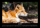 Welt der Tiere Fotokalender 2027 - 7