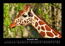 Giraffen Fotokalender 2027 - 11