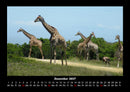 Giraffen Fotokalender 2027 - 12