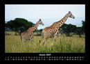 Giraffen Fotokalender 2027 - 1