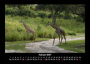 Giraffen Fotokalender 2027 - 2