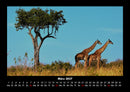 Giraffen Fotokalender 2027 - 3