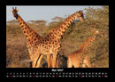 Giraffen Fotokalender 2027 - 5