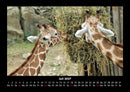 Giraffen Fotokalender 2027 - 7