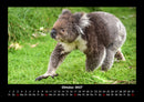 Koala Fotokalender 2027 - 10