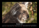 Koala Fotokalender 2027 - 12