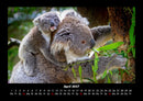 Koala Fotokalender 2027 - 4