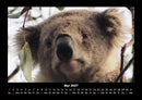 Koala Fotokalender 2027 - 5