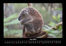 Koala Fotokalender 2027 - 6