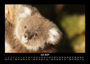 Koala Fotokalender 2027 - 7