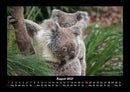 Koala Fotokalender 2027 - 8