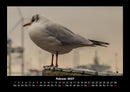 Vogelparadies Fotokalender 2027 - 2