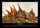 Vogelparadies Fotokalender 2027 - 8