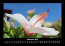 Blumenträume Fotokalender 2027 - 9
