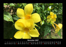Blumenträume Fotokalender 2027 - 11