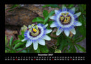 Blumenträume Fotokalender 2027 - 12