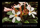 Blumenträume Fotokalender 2027 - 4