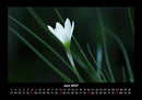 Blumenträume Fotokalender 2027 - 6