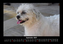 Welt der Tiere Fotokalender 2027 - 9
