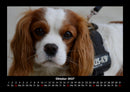 Welt der Tiere Fotokalender 2027 - 10