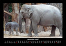 Welt der Tiere Fotokalender 2027 - 11