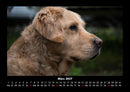 Welt der Tiere Fotokalender 2027 - 3