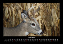 Welt der Tiere Fotokalender 2027 - 6