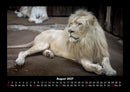 Welt der Tiere Fotokalender 2027 - 8