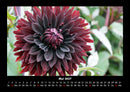 Blumenträume Fotokalender 2027 - 5
