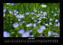 Blumenträume Fotokalender 2027 - 6