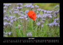 Blumenträume Fotokalender 2027 - 7