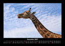 Giraffen Fotokalender 2027 - 12